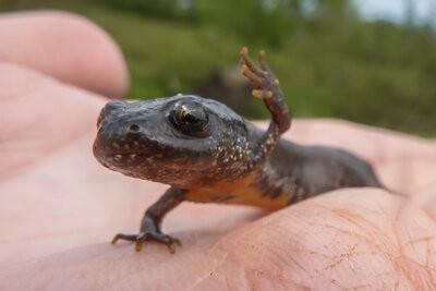 Nächtliche Teil-Straßensperrung Hagener Allee bis 12.04.2026